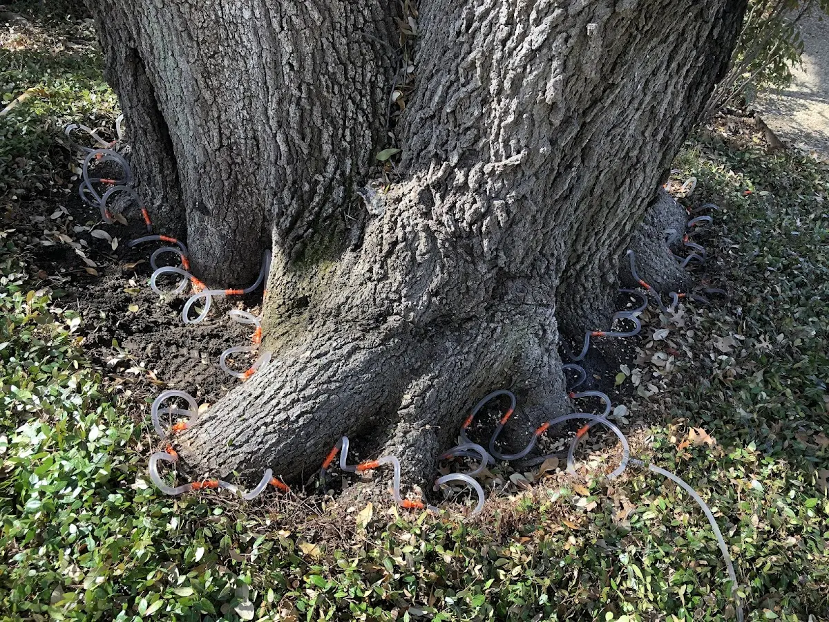Detailed Tree Cabling and Bracing job site in Cogswell