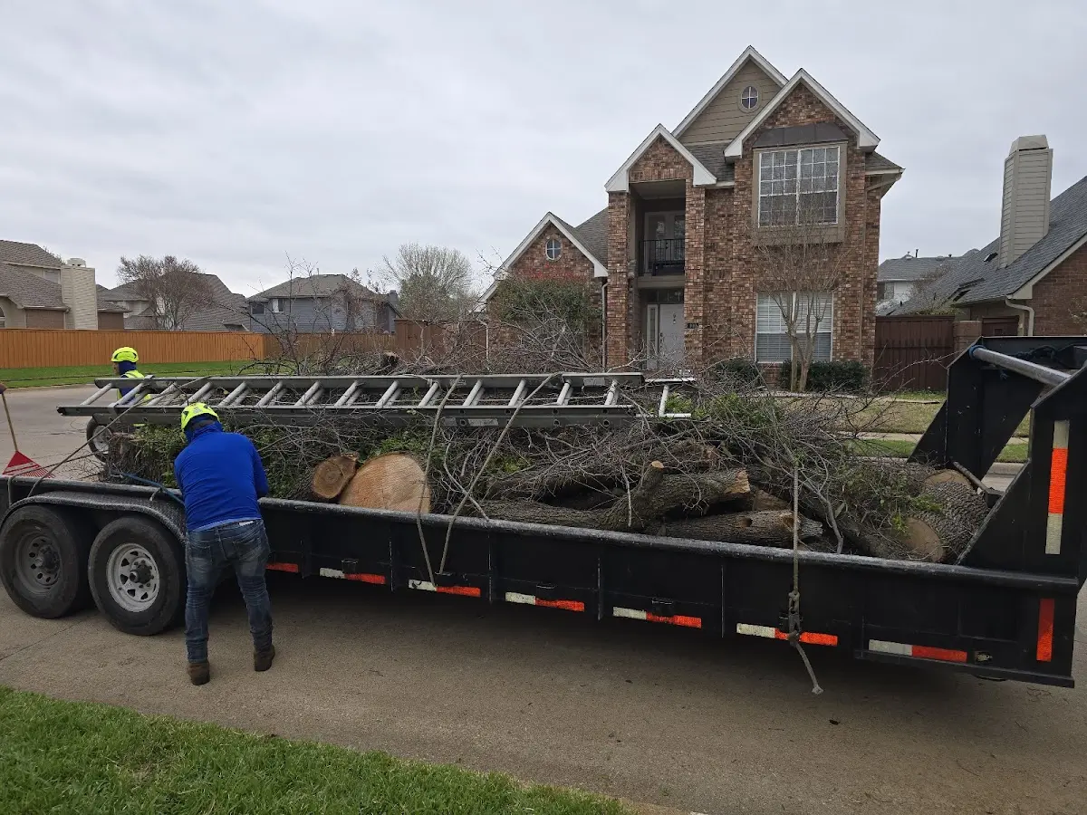 Expert Tree Removal with proper safety equipment in Cogswell